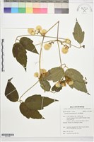 藏品(銹毛鐵線蓮)的圖片