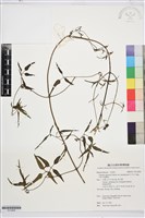 藏品(大肚山威靈仙)的圖片