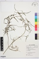 藏品(大肚山威靈仙)的圖片