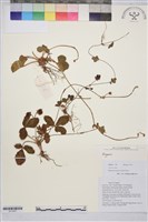 藏品()的圖片