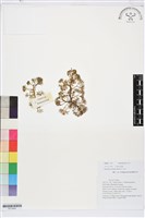 藏品(水毛茛)的圖片