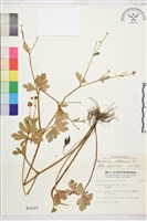 藏品(水辣菜、禺毛茛)的圖片