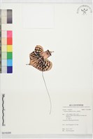 藏品(心檐南星)的圖片