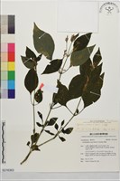 藏品(六角英, 槍刀菜)的圖片
