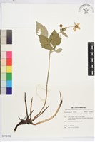 藏品(小白頭翁、野棉花)的圖片