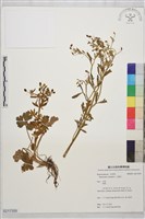 藏品(石龍芮)的圖片