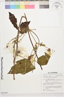 藏品(銹毛鐵線蓮)的圖片