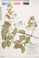 藏品(沖繩鐵線蓮（毛果鐵線蓮）)的圖片