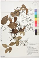 藏品(沖繩鐵線蓮（毛果鐵線蓮）)的圖片