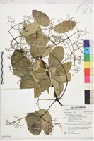 藏品(沖繩鐵線蓮（毛果鐵線蓮）)的圖片