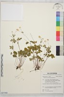 藏品(傅氏唐松草)的圖片