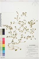 藏品(掌葉毛茛)的圖片