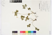 藏品(匍枝銀蓮花)的圖片