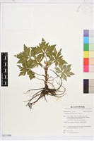 藏品(多果雞爪草)的圖片