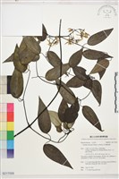 藏品(柱果鐵線蓮)的圖片