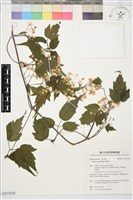 藏品(串鼻龍)的圖片