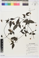 藏品(彭氏鐵線蓮)的圖片