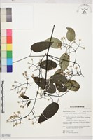 藏品(柱果鐵線蓮)的圖片