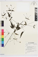 藏品(田村氏鐵線蓮)的圖片