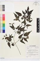 藏品(田村氏鐵線蓮)的圖片