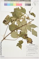 藏品(台灣牡丹藤、台灣草牡丹)的圖片