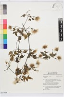 藏品(勝任鐵線蓮)的圖片