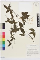 藏品(彭氏鐵線蓮)的圖片