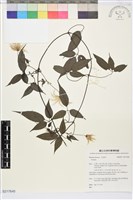藏品(彭氏鐵線蓮)的圖片