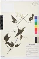 藏品(彭氏鐵線蓮)的圖片