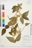 藏品(銹毛鐵線蓮)的圖片