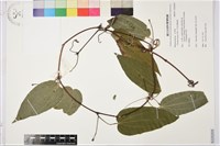 藏品(亨利氏鐵線蓮)的圖片