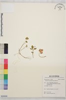 藏品(鹿場毛茛)的圖片