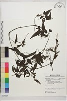 藏品(田村氏鐵線蓮)的圖片
