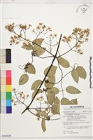 藏品(沖繩鐵線蓮（毛果鐵線蓮）)的圖片