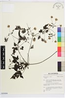 藏品(勝任鐵線蓮)的圖片