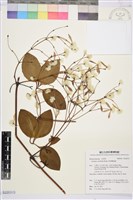 藏品(厚葉鐵線蓮)的圖片