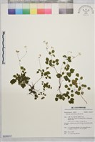 藏品(傅氏唐松草)的圖片