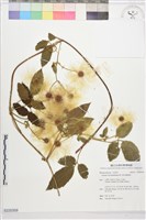 藏品(銹毛鐵線蓮)的圖片