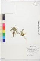 藏品(鐵線蕨葉人字果、臺灣人字果)的圖片