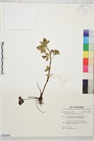 藏品(鉤柱毛茛)的圖片