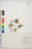 藏品(鹿場毛茛)的圖片