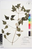 藏品(串鼻龍)的圖片