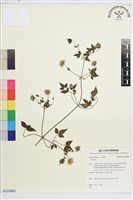 藏品(勝任鐵線蓮)的圖片