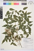 藏品(梨山小蓑衣藤)的圖片