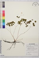 藏品(傅氏唐松草)的圖片