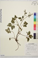 藏品(鉤柱毛茛)的圖片