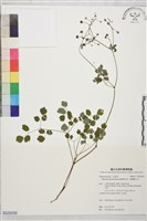 藏品(臺灣唐松草、臺灣鐵大烏)的圖片