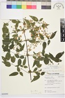 藏品(梨山小蓑衣藤)的圖片