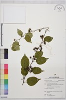 藏品(亞洲濱棗)的圖片