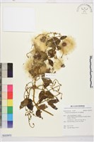 藏品(銹毛鐵線蓮)的圖片